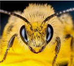 bees